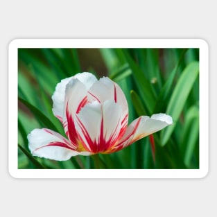 Rembrandt Tulip Sticker